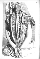 Picture 16 of 64 from The anatomy of human bodies,... containing many new anatomical discoveries and chirurgical observations (1698), leaf 77