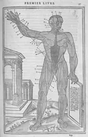 An illustration from La dissection des parties du corps humain divisee en trois livres, faictz par Charles Estienne, docteur en Medecine : avec les figures et declaration des incisions, composees par Estienne de la Riviere Chirurgien, (1546)