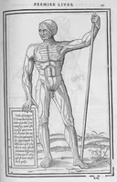 An illustration from La dissection des parties du corps humain divisee en trois livres, faictz par Charles Estienne, docteur en Medecine : avec les figures et declaration des incisions, composees par Estienne de la Riviere Chirurgien, (1546)
