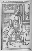 An illustration from La dissection des parties du corps humain divisee en trois livres, faictz par Charles Estienne, docteur en Medecine : avec les figures et declaration des incisions, composees par Estienne de la Riviere Chirurgien, (1546)