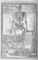 An illustration from La dissection des parties du corps humain divisee en trois livres, faictz par Charles Estienne, docteur en Medecine : avec les figures et declaration des incisions, composees par Estienne de la Riviere Chirurgien, (1546)