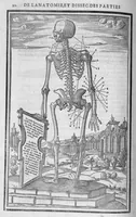 Picture 13 of 14 from La dissection des parties du corps humain divisee en trois livres, faictz par Charles Estienne, docteur en Medecine : avec les figures et declaration des incisions, composees par Estienne de la Riviere Chirurgien, (1546), leaf 367