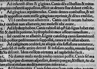 An illustration from Sexti Placiti papyriensis de Medicamentis ex animalibus Libellus (1538)