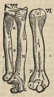 An illustration from L'Oeconomie chirurgicale, pour le r'habillement des os du corps humain contenant l'ostéologie, la nososreologie, l'apocatastosteologie, & le Traitté des bandages (1671)
