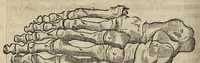 An illustration from L'Oeconomie chirurgicale, pour le r'habillement des os du corps humain contenant l'ostéologie, la nososreologie, l'apocatastosteologie, & le Traitté des bandages (1671)
