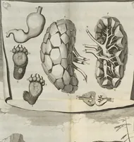 An illustration from Description anatomique d'un cameleon, d'un castor, d'un dromadaire, d'un ours, et d'une gazelle (1669)