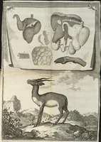 An illustration from Description anatomique d'un cameleon, d'un castor, d'un dromadaire, d'un ours, et d'une gazelle (1669)