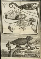 An illustration from Description anatomique d'un cameleon, d'un castor, d'un dromadaire, d'un ours, et d'une gazelle (1669)