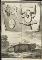 An illustration from Description anatomique d'un cameleon, d'un castor, d'un dromadaire, d'un ours, et d'une gazelle (1669)
