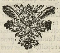 An illustration from Description anatomique d'un cameleon, d'un castor, d'un dromadaire, d'un ours, et d'une gazelle (1669)