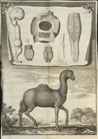 An illustration from Description anatomique d'un cameleon, d'un castor, d'un dromadaire, d'un ours, et d'une gazelle (1669)