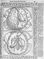 An illustration from Isagogae breves perlucidae ac uberrimae in anatomiam humani corporis a communi medicorum academia usitatam, a Carpo, in almo Bononiensi Gymnasio ordinariam chirurgiae docente, ad suorum scholasticorum preces in lucem datae (1523)