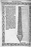 An illustration from Isagogae breves perlucidae ac uberrimae in anatomiam humani corporis a communi medicorum academia usitatam, a Carpo, in almo Bononiensi Gymnasio ordinariam chirurgiae docente, ad suorum scholasticorum preces in lucem datae (1523)