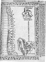 An illustration from Isagogae breves perlucidae ac uberrimae in anatomiam humani corporis a communi medicorum academia usitatam, a Carpo, in almo Bononiensi Gymnasio ordinariam chirurgiae docente, ad suorum scholasticorum preces in lucem datae (1523)