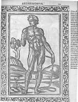 An illustration from Isagogae breves perlucidae ac uberrimae in anatomiam humani corporis a communi medicorum academia usitatam, a Carpo, in almo Bononiensi Gymnasio ordinariam chirurgiae docente, ad suorum scholasticorum preces in lucem datae (1523)