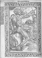 An illustration from Isagogae breves perlucidae ac uberrimae in anatomiam humani corporis a communi medicorum academia usitatam, a Carpo, in almo Bononiensi Gymnasio ordinariam chirurgiae docente, ad suorum scholasticorum preces in lucem datae (1523)