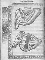 An illustration from Isagogae breves perlucidae ac uberrimae in anatomiam humani corporis a communi medicorum academia usitatam, a Carpo, in almo Bononiensi Gymnasio ordinariam chirurgiae docente, ad suorum scholasticorum preces in lucem datae (1523)
