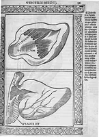 Picture 7 of 18 from Isagogae breves perlucidae ac uberrimae in anatomiam humani corporis a communi medicorum academia usitatam, a Carpo, in almo Bononiensi Gymnasio ordinariam chirurgiae docente, ad suorum scholasticorum preces in lucem datae (1523), leaf 54