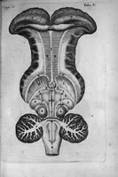 An illustration from De anima brutorum quae hominis vitalis ac sensitiva est, exercitationes duae. Prior physiologica ejusdem naturam, partes, potentias & affectiones tradit ; altera pathologica morbos qui ipsam, & sedem ejus primariam, nempe cerebrum & nervosum genus afficiunt, explicat, eorumque therapeias instituit, cum figuris (1672)