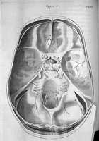An illustration from Cerebri anatome, cui accessit nervorum descriptio et usus, studio Thomae Willis... (1664)