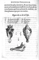 Picture 4 of 10 from Hippostologie, c'est à dire Discours des os du cheval, par M. Jehan Héroard, conseiller, médecin ordinaire et secrétaire du Roy (1599), leaf 23