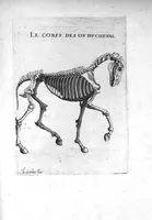 Picture 10 of 10 from Hippostologie, c'est à dire Discours des os du cheval, par M. Jehan Héroard, conseiller, médecin ordinaire et secrétaire du Roy (1599), leaf 54