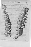 An illustration from Primitiae anatomicae. De humani corporis ossibus. (1633)