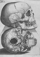 An illustration from Primitiae anatomicae. De humani corporis ossibus. (1633)