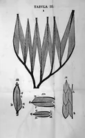 Picture 14 of 17 from Nicolai Stenonis Elementorum myologiae specimen, seu Musculi descriptio geometrica, cui accedunt canis carchariae dissectum caput et dissectus piscis ex canum genere... (1667), leaf 133
