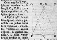 Picture 12 of 17 from Nicolai Stenonis Elementorum myologiae specimen, seu Musculi descriptio geometrica, cui accedunt canis carchariae dissectum caput et dissectus piscis ex canum genere... (1667), leaf 53