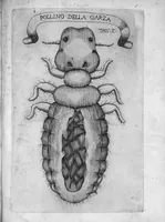 Picture 8 of 15 from Esperienze intorno alla generazione degli insetti fatte da Francesco Redi... e da lui scritte in una lettera all'illustrissimo signor Carlo Dati (1668), leaf 242