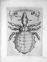 Picture 12 of 15 from Esperienze intorno alla generazione degli insetti fatte da Francesco Redi... e da lui scritte in una lettera all'illustrissimo signor Carlo Dati (1668), leaf 272