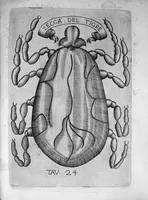 Picture 13 of 15 from Esperienze intorno alla generazione degli insetti fatte da Francesco Redi... e da lui scritte in una lettera all'illustrissimo signor Carlo Dati (1668), leaf 278