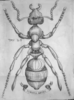 An illustration from Esperienze intorno alla generazione degli insetti fatte da Francesco Redi... e da lui scritte in una lettera all'illustrissimo signor Carlo Dati (1668)