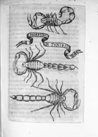 An illustration from Esperienze intorno alla generazione degli insetti fatte da Francesco Redi... e da lui scritte in una lettera all'illustrissimo signor Carlo Dati (1668)