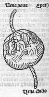 Picture 10 of 12 from Antropologium de hominis dignitate, natura, et proprietatibus; de elementis, partibus et membris humani corporis... (1501), leaf 183
