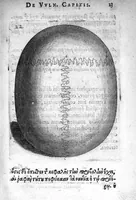 Picture 4 of 20 from Petri Paaw Amsteldamensis Succenturiatus Anatomicus. continens Commentaria in Hippocratem, de Capitis Vulneribus. additae In aliquot Capita libri VIII C. Celsi Explicationes. Ad illustres, Nobiles, Praepotentes, ac verè Magnifices Hollandiae Westfrisiaeque Ordines. (1616), leaf 30