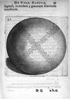 Picture 5 of 20 from Petri Paaw Amsteldamensis Succenturiatus Anatomicus. continens Commentaria in Hippocratem, de Capitis Vulneribus. additae In aliquot Capita libri VIII C. Celsi Explicationes. Ad illustres, Nobiles, Praepotentes, ac verè Magnifices Hollandiae Westfrisiaeque Ordines. (1616), leaf 36
