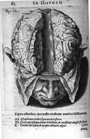 An illustration from Petri Paaw Amsteldamensis Succenturiatus Anatomicus. continens Commentaria in Hippocratem, de Capitis Vulneribus. additae In aliquot Capita libri VIII C. Celsi Explicationes. Ad illustres, Nobiles, Praepotentes, ac verè Magnifices Hollandiae Westfrisiaeque Ordines. (1616)