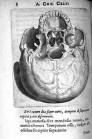 An illustration from A. Cornelii Celsi de Re Medica liber octavus. ejus priora quatuor Capita Commentariis illustrata a Petro Paaw (1616)