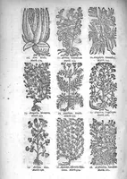 An illustration from Théorie de la médecine en francois, d'une maniere nouvelle et tres-intelligible (1664)