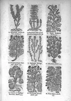 An illustration from Théorie de la médecine en francois, d'une maniere nouvelle et tres-intelligible (1664)