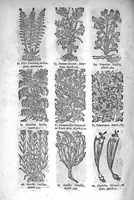 An illustration from Théorie de la médecine en francois, d'une maniere nouvelle et tres-intelligible (1664)