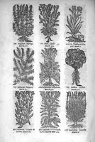Picture 13 of 20 from Théorie de la médecine en francois, d'une maniere nouvelle et tres-intelligible (1664), leaf 83