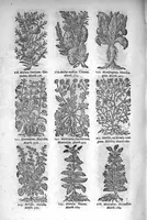 An illustration from Théorie de la médecine en francois, d'une maniere nouvelle et tres-intelligible (1664)
