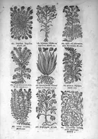 Picture 18 of 20 from Théorie de la médecine en francois, d'une maniere nouvelle et tres-intelligible (1664), leaf 92