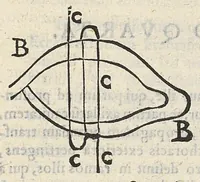 An illustration from Gabriellis Fallopii Mutensis physici praeclarissimi , ... expositio in librum Galeni de ossibus. Huic accesserunt observationes anatomicae eiusdem authoris. Atque haec omnia a Francisco Michino de Sancto Arcangelo eius discipulo ex fidelisimo codice, dum ille ea publice profiteretur descripta fuerunt, ac nunc primum in lucem edita ... (1570)