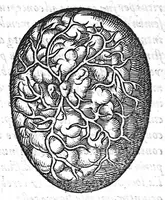An illustration from De conceptu et generatione hominis (1580)