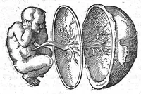 An illustration from De conceptu et generatione hominis (1580)