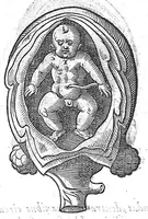 An illustration from De conceptu et generatione hominis (1580)
